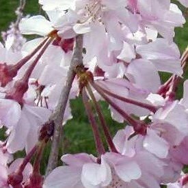 Prunus Avium (Ciliegio) Cherry Tree - 3.5m - image 1