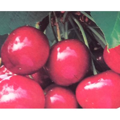 Prunus Avium Dwarf  (Cherry Tree)