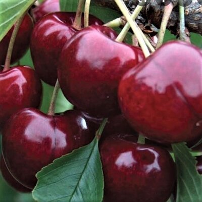 Prunus Avium Lapins - (Cherry Tree)