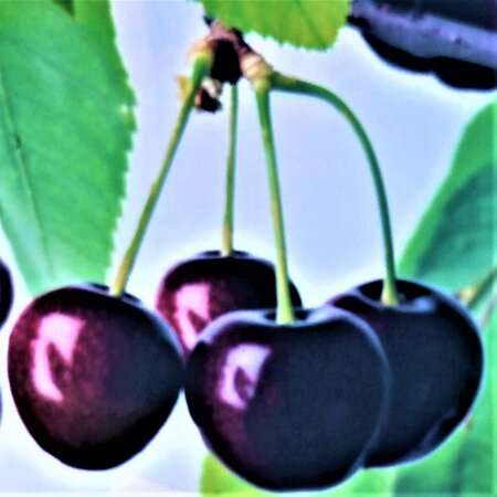 Prunus Avium Stella (Black Cherry Tree)