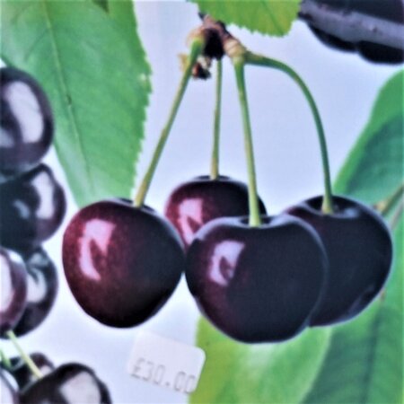 Prunus Avium Sunburst Dwarf  (Cherry Tree)