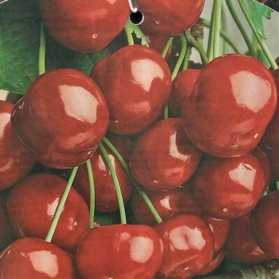 Prunus Avium Vittoria - (Cherry Tree)