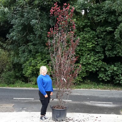 Prunus cerasifera Pissardi Nigra 60L - 250-300cm