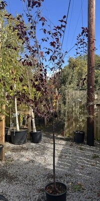 Prunus cerasifera Pissardii Nigra - 15L 1/2 Standard
