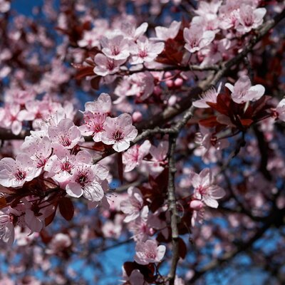 Prunus cerasifera Pissardii Nigra - 30L - 200cm