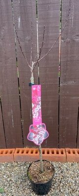 Prunus Cistena (Cherry Tree) - 1/4 standard 3L- 60cm clear stem