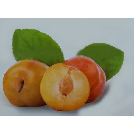 Prunus Domestica Aprimira Dwarf (Plum Tree)