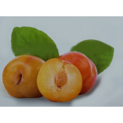 Prunus Domestica Aprimira Dwarf (Plum Tree)