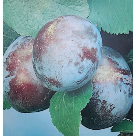 Prunus Domestica Grossa di Felisio (Plum Tree) - image 1