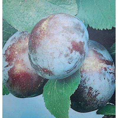 Prunus Domestica Grossa di Felisio (Plum Tree)