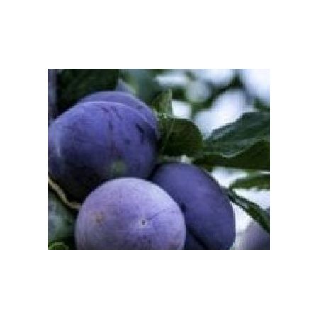 Prunus Domestica President (Plum Tree) - image 1