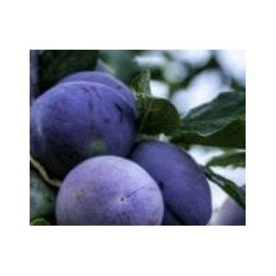 Prunus Domestica President (Plum Tree)