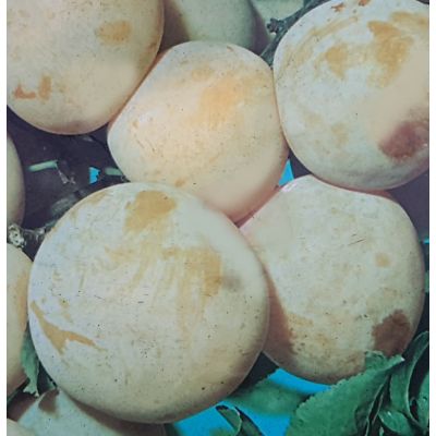 Prunus Domestica Regina Claudia Gialla (Greengage Tree)