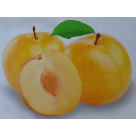 Prunus Domestica Reine Claude d'Ouillins Dwarf (Plum Tree)