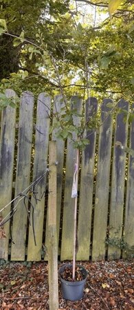 Prunus Domestica 'Reine Claude Verte' Dwarf (Plum Tree) 1/2 std. 9L