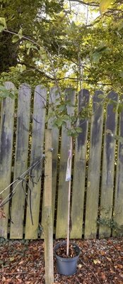 Prunus Domestica 'Reine Claude Verte' Dwarf (Plum Tree) 1/2 std. 9L