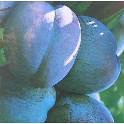 Prunus Domestica Stanley on frame (Plum Tree)