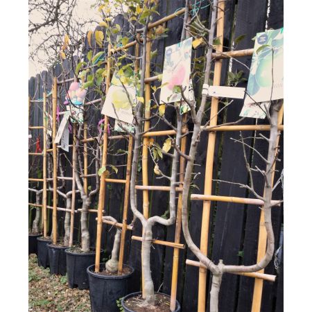 Prunus Domestica Stanley on frame (Plum Tree) - image 2