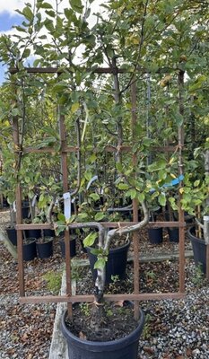Prunus Domestica Stanley (plum Tree)1/2 standard 35L on frame 120x90cm