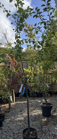 Prunus Domestica 'Stanley' (Plum Tree) 1/2 std 15L