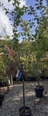Prunus Domestica 'Stanley' (Plum Tree) 1/2 std 15L