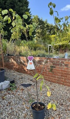 Prunus Domestica Victoria Dwarf (Plum Tree)