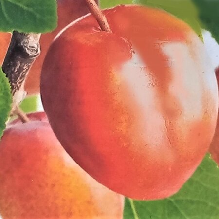 Prunus Domestica Victoria  (Plum Tree) - 2m