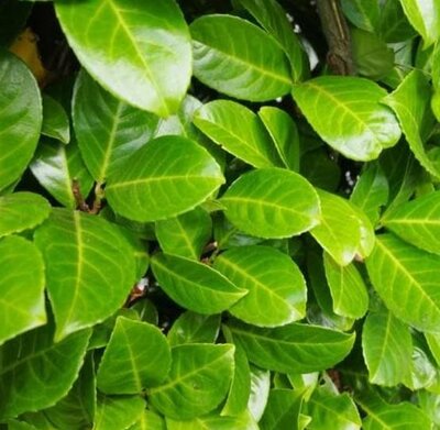 Prunus Laur. 'Rotundifolia' - 30L - 1.75m