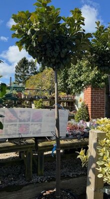 Prunus laurocerasus Etna 50L Standard