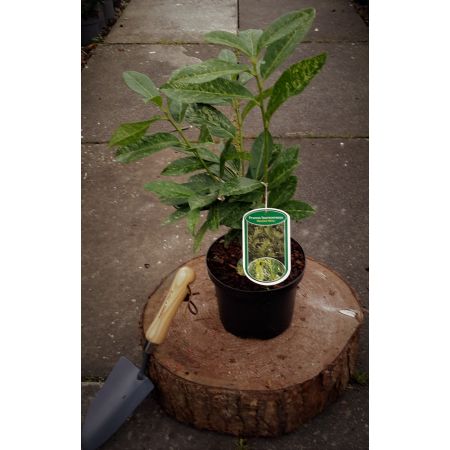Prunus Laurocerasus Marble white 2L (Cherry Laurel)