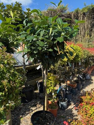 Prunus laurocerasus 'Novita' 1/2 Std 35L