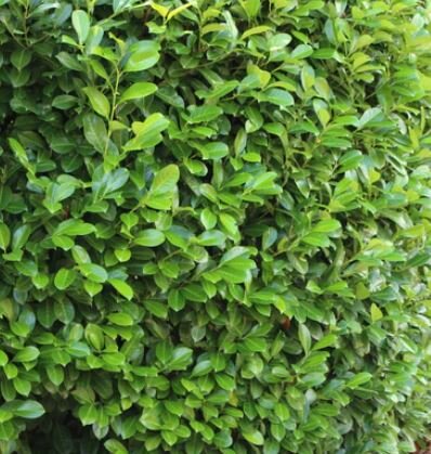 Prunus laurocerasus 'Novita' (Cherry Laurel) - 190cm