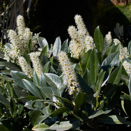 Prunus Laurocerasus 'Otto Luyken' (Cherry Laurel) - pom-pom style