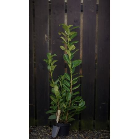 Prunus Laurocerasus Rotundifolia 2L (Cherry Laurel)