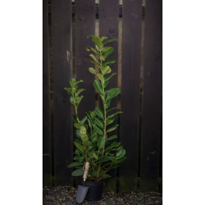 Prunus Laurocerasus Rotundifolia 2L (Cherry Laurel)