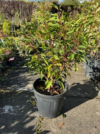 Prunus Lusitanica Angustifolia 10L - (Portugal Laurel)