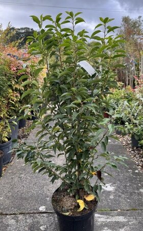 Prunus Lusitanica Angustifolia 10L - (Portuguese Laurel)