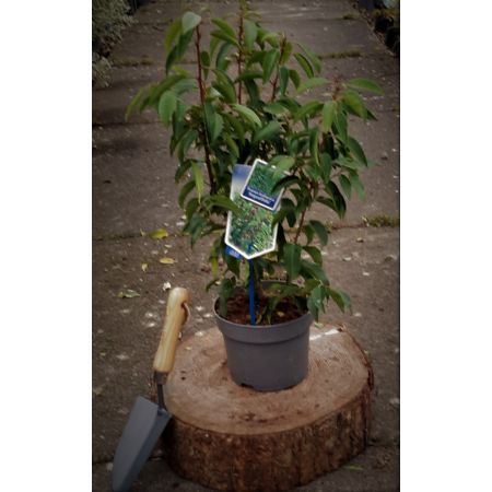 Prunus Lusitanica Angustifolia 2L  (Portugal Laurel)