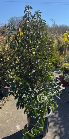 Prunus Lusitanica Angustifolia (Portugal Laurel) 18L