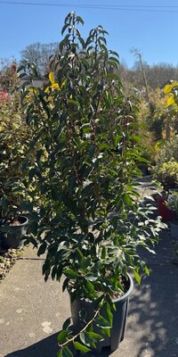 Prunus Lusitanica Angustifolia (Portugal Laurel) 18L