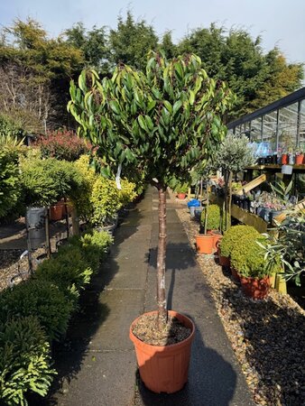Prunus Lusitanica Angustifolia - (Portugal Laurel) - 25L - 1/2 Std