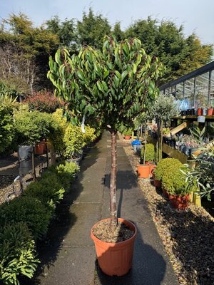 Prunus Lusitanica Angustifolia - (Portugal Laurel) - 25L - 1/2 Std