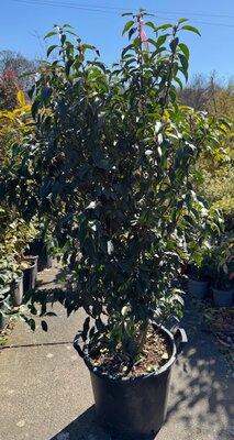 Prunus Lusitanica Angustifolia (Portugal Laurel) 30L