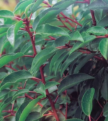 Prunus Lusitanica Angustifolia (Portugal Laurel) - 50L - 165cm