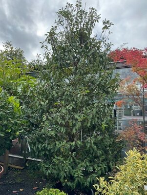 Prunus Lusitanica Augustifolia (Portugal Laurel) 110L