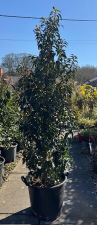 Prunus Lusitanica Augustifolia (Portugal Laurel) 30L