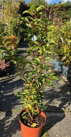 Prunus Lusitanica Brenelia®  5L - image 1