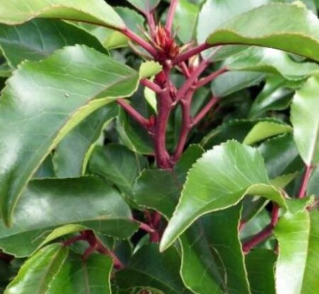 Prunus Lusitanica Brenelia®  5L - image 2