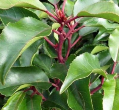 Prunus Lusitanica Brenelia®  5L - image 2