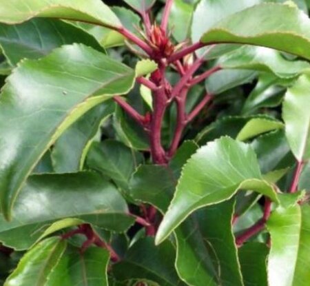 Prunus Lusitanica Brenelia® Half Std. - 15L - 1m